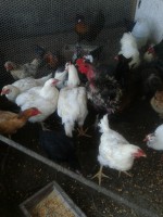 Frango Branco